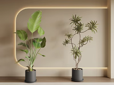 Potted Bonsai Plants With Large Broad And Feathery Leaves On Beige Background With Arched Lighting 3d model