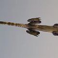 Mythical Lizard Creature In Dynamic Running Pose With Spiked Back Long Tail Yellow Eyes