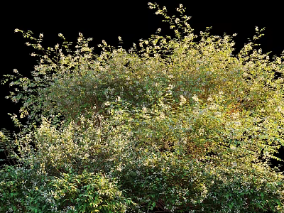 Lush Flowering Shrub with White Blooms and Green Foliage in Sunlight 3d model