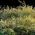 Lush Flowering Shrub with White Blooms and Green Foliage in Sunlight