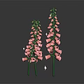 Three Pink Foxglove Plants With Green Stems Bell Flowers And Shiny Accents On Dark Background