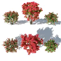 Various Shrubs Featuring Red and Green Foliage and Blossoms in Garden Settings