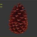 Brown Pine Cone with Natural Texture and Detailed Structure Isolated on Dark Background