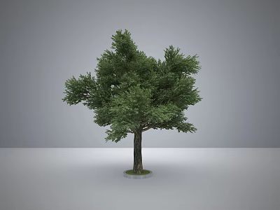 Tall Arbor With Dense Green Foliage And Straight Trunk In Neutral Setting 3d model