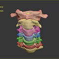 Accurate 3D Rendered Human Spine Anatomical Model With Detailed Vertebrae Structure