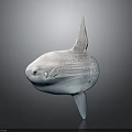 Ocean Sunfish Displaying Unique Flat Body And Large Dorsal Fin In Ocean Habitat