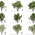Different Arbor Trees In Various Growth Forms With Human Figure For Scale 3d model