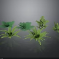 Green Fern Plant Decor Elements With Different Leaf Shapes And Sizes