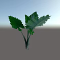 Lush Green Shrub With Large Vibrant Leaves And Healthy Stems