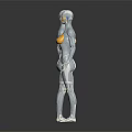 Medical Device Human Anatomy 3D Model with Skeletal Muscle and Internal Organ for Medical Education