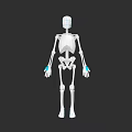 Male Skeleton Model With White Body Blue Hand And Foot Markers On Dark Background