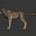 Realistic Wolf Model Standing On Black Background With Clear Reflection 3d model