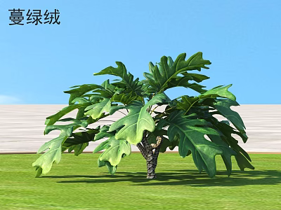Lush Green Bush With Large Tropical Leaves Growing On Grass Field 3d model