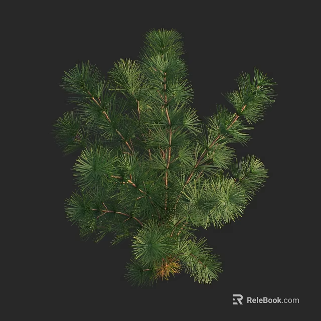 Green Shrub with Lush Pine Needle Branches in Detailed 3D Rendering 3d model