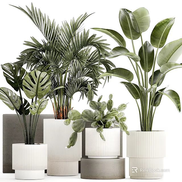 Minimalist Modern Indoor Potted Plants With Monstera Palm And White Ceramic Planters 3d model 