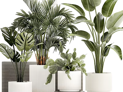 Minimalist Modern Indoor Potted Plants With Monstera Palm And White Ceramic Planters 3d model