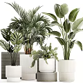 Minimalist Modern Indoor Potted Plants With Monstera Palm And White Ceramic Planters