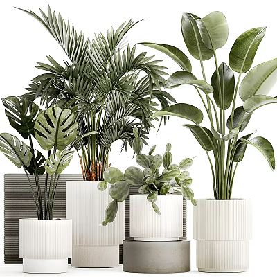 Minimalist Modern Indoor Potted Plants With Monstera Palm And White Ceramic Planters 3d model