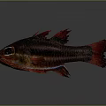 Red and Dark Red Striped Fish with Spiny Fins and Red Tail on Gray Background