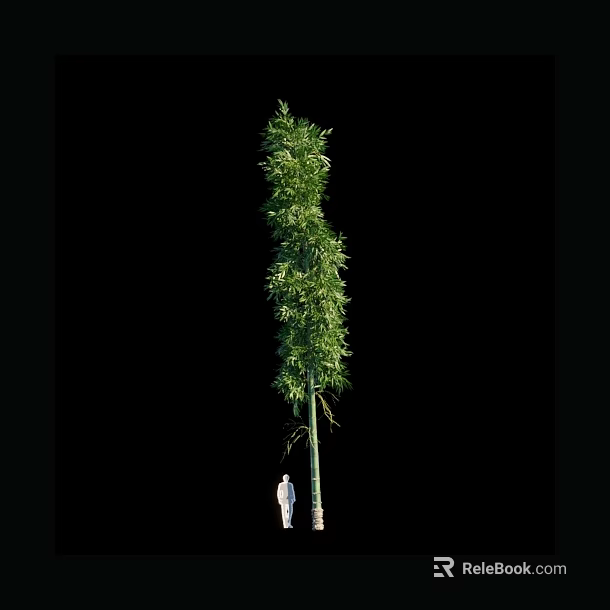 Tall Green Bamboo Plant with Lush Foliage and Person for Scale 3d model 