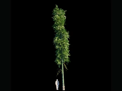 Tall Green Bamboo Plant with Lush Foliage and Person for Scale 3d model