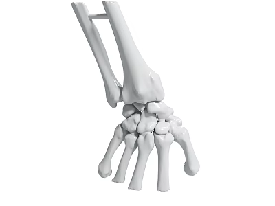 Detailed Human Wrist Bones 3D Model Showing Anatomical Skeletal Structure 3d model