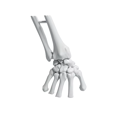 Detailed Human Wrist Bones 3D Model Showing Anatomical Skeletal Structure 3d model