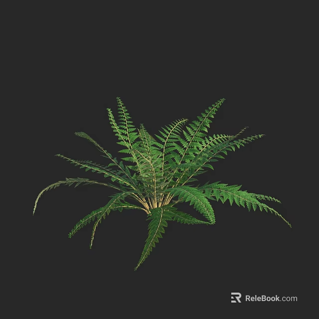 Green Fern Plant With Feathery Leaves Isolated On Black Background 3d model 