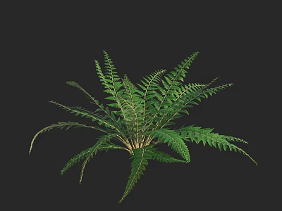 Green Fern Plant With Feathery Leaves Isolated On Black Background 3d model