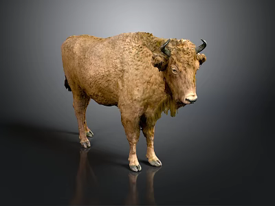 Lifelike Bison Sculpture With Detailed Fur Texture And Standing Pose Design 3d model