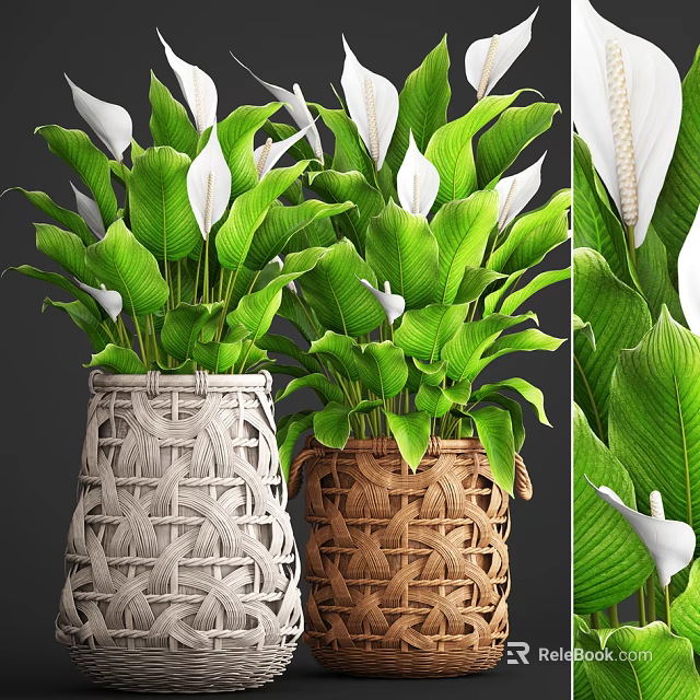 Decorative Potted Plants in Wicker Pots with Green Leaves and White Flowers 3d model 