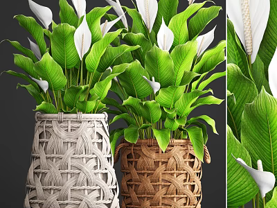 Decorative Potted Plants in Wicker Pots with Green Leaves and White Flowers 3d model