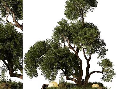 Artistic Bonsai Trees with Twisted Trunks and Lush Green Leaves in Natural Stone Base 3d model