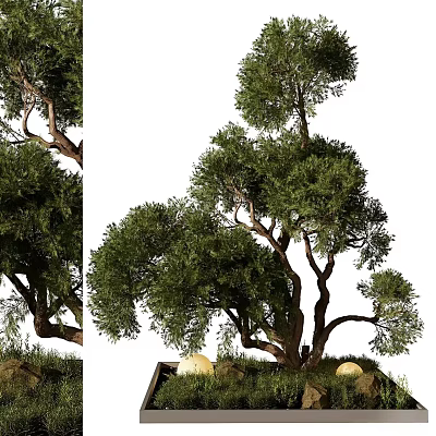 Artistic Bonsai Trees with Twisted Trunks and Lush Green Leaves in Natural Stone Base 3d model