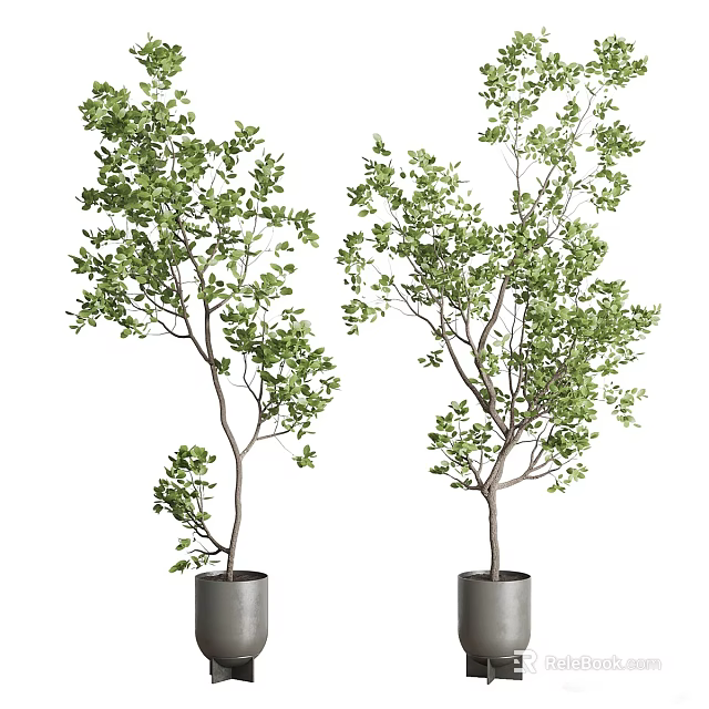 Indoor Potted Plants With Green Leaves And Slender Trunks In Gray Pots 3d model 