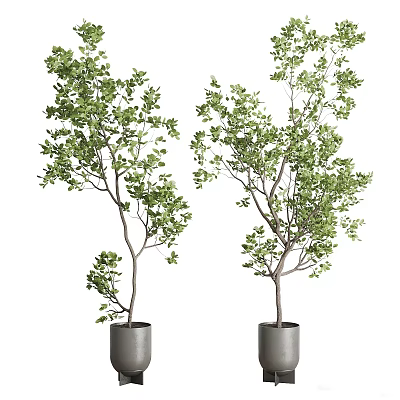 Indoor Potted Plants With Green Leaves And Slender Trunks In Gray Pots 3d model