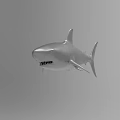 Silver Shark 3D Model with Realistic Details Floating in Gray Background 3d model