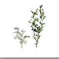 Two Green Plants with Feathery Leaves and Tall Leafy Structure on White Background