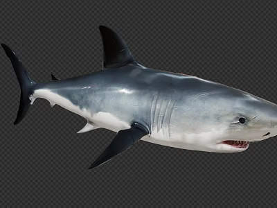 Realistic Gray Blue Shark With Dorsal Fin Open Mouth Sharp Teeth Swimming 3d model