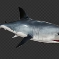 Realistic Gray Blue Shark With Dorsal Fin Open Mouth Sharp Teeth Swimming