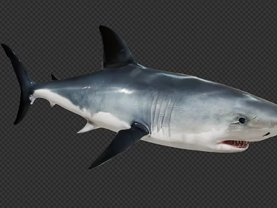 Realistic Gray Blue Shark With Dorsal Fin Open Mouth Sharp Teeth Swimming 3d model Realistic Gray Blue Shark With Dorsal Fin Open Mouth Sharp Teeth Swimming 3d model