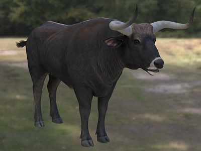 European Bison Animal Creatures model