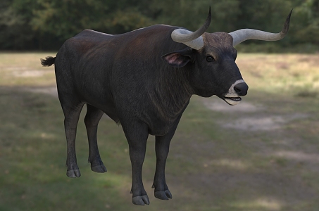 European Bison Animal Creatures 3d model