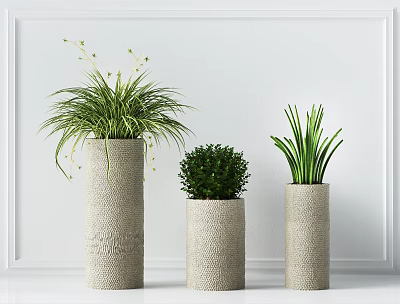 Stylish Potted Bonsai Plants in Textured Pots of Various Heights Against White Background 3d model