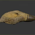 Paleontologist Examining Ancient Dinosaur Fossilized Tooth Specimen With Rough Surface Texture