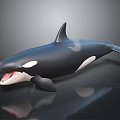 Orca Marine Animal With Black And White Body Open Mouth And Dorsal Fin
