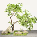 Courtyard landscape tree shape oblique floating trees micro terrain stone 3d model