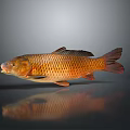 Orange Fish With Shiny Scales And Clear Reflection On Gray Background 3d model