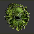 Fresh Green Banana Bunch with Stem Placed on Dark Background Surface 3d model