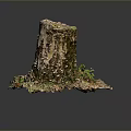 Tree Stump with Natural Bark Texture Surrounded by Green Grass and Fallen Leaves